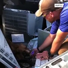 Dorian Kasırgası'nın enkazından 1 ay sonra kurtarılan 'Mucize' köpek
