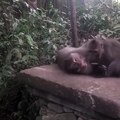 Ce singe vide le paquet de tabac d'un touriste : faut pas fumer !