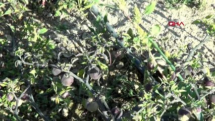 Aksaray tohumunu çin'den getirip ektiği mor çileğe, talep arttı