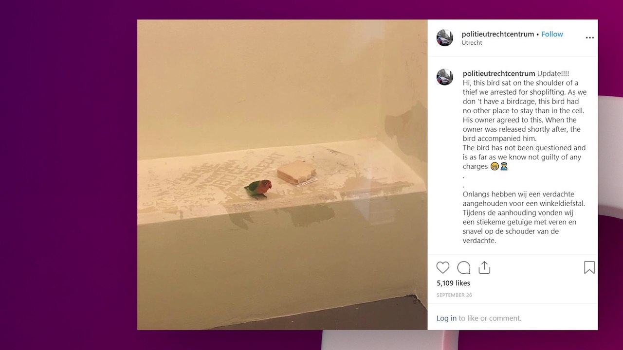 Pays-Bas  un petit perroquet placé en garde à vue pour vol à l’étalage
