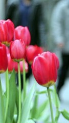 Tulips-Screen