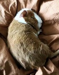 N'interrompez jamais le rituel sieste de ce cet adorable cochon d'inde !