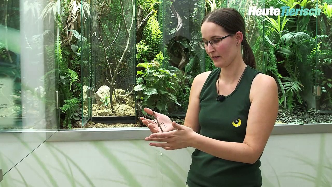 Große Astmantis zieht ins Haus der Schrecken