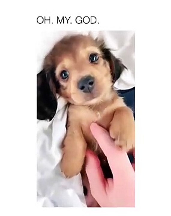 Adorable chiot réagit quand on lui chante une berceuse