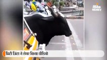 प्रिटी जिंटा ने शेयर किया ट्रैफिक रुल फॉलो करने वाली गाय का वीडियो