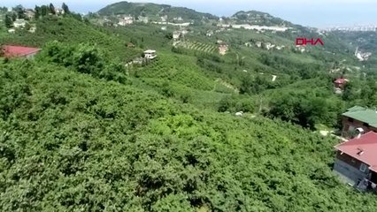 Trabzon fındıkta 'drakula' böceği tehlikesi