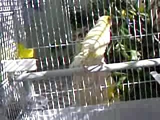 Reproducteurs 2008 093
