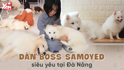 CÙNG NGẮM DÀN BOSS SAMOYED SIÊU ĐÁNG YÊU TẠI ĐÀ NẴNG II YANNEWS