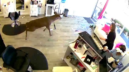 El ciervo irrumpe en una peluquería por la ventana, siembra el caos y se va finalmente por la puerta