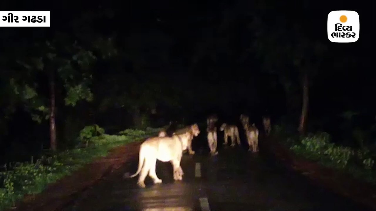 ગીર ગઢડાના જામવાડા રોડ પર સાવજ પરિવાર, 13 સિંહ...