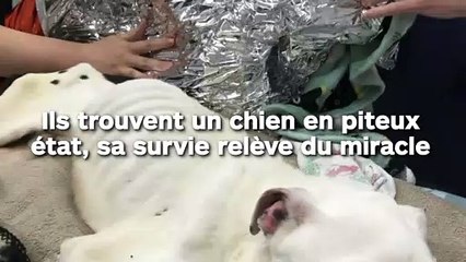 Ils trouvent un chien en piteux  état, sa survie relève du miracle
