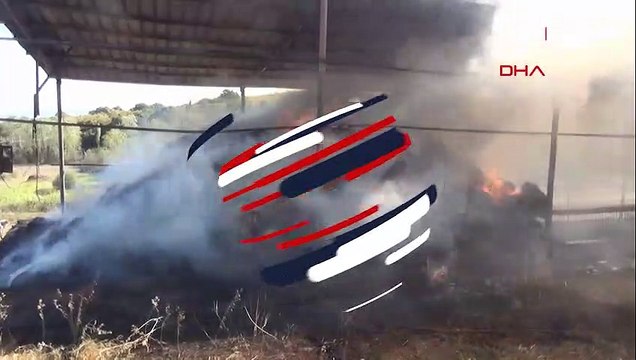 6 yavrusu yangında telef olan köpek, olay yerinden ayrılmadı