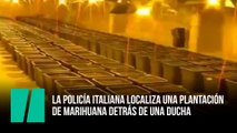 La policía italiana localiza una plantación de marihuana detrás de una ducha