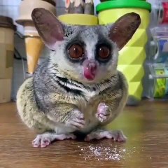 Découvrez cette créature que tout le monde aimerait avoir... Trop chou