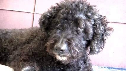 Yaşlı ve hasta köpeğine "bebek" gibi bakıyor