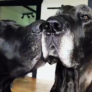 Belle histoire d'amour ! Ce chien est probablement le toutou le plus affectueux au monde! Regardez comme il aime donner des calins.
