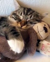 Ce chat ne dort jamais sans son ours en peluche ... Adorable