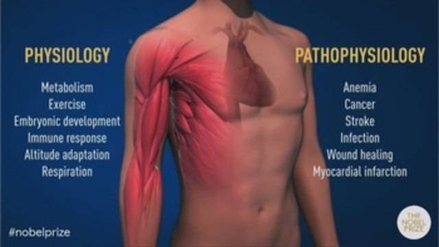 Un Nobel para tres médicos que estudian las células y su necesidad de oxígeno