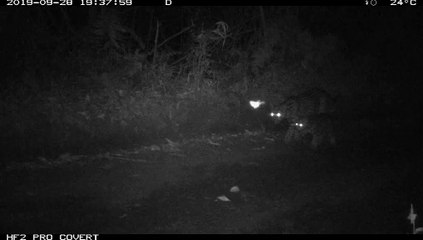 Câmera registra jaguatirica e filhote no Parque Nacional do Iguaçu