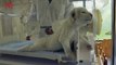 Must See! Rare White Lion Gives Birth to Twins