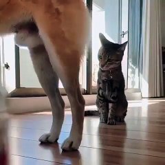 Ce chat saute sur les boules du chien... Attendez de voir la suite