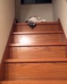 Un chat flemmard descend les escaliers tel un serpent. Et c'est à mourir de rire