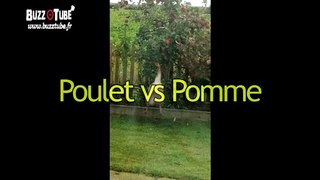 Poulet vs Pomme