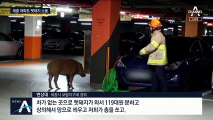 겨울나기 먹이활동 왔나… 도심 아파트에 멧돼지 출몰