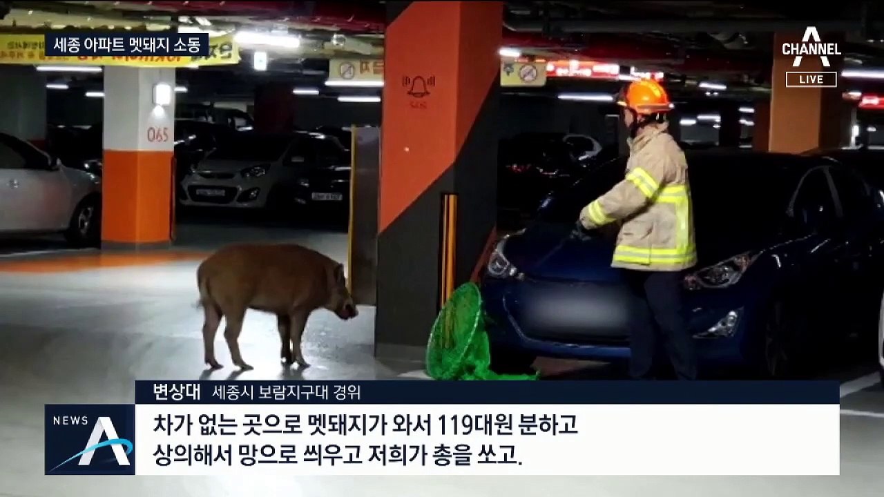 겨울나기 먹이활동 왔나… 도심 아파트에 멧돼지 출몰