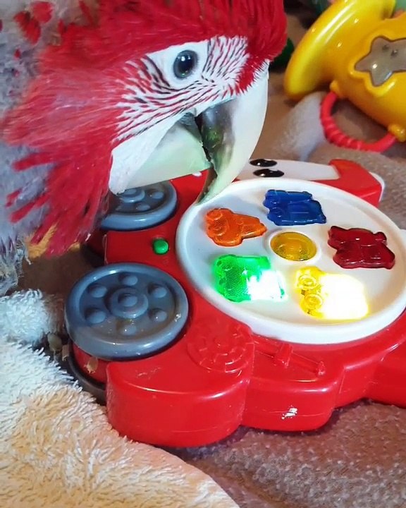 Ce perroquet est interloqué lorsqu'il découvre ce jouet plein de lumière