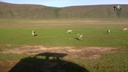 TANZANIE - Le cratère du Ngorongoro