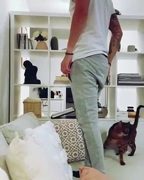 Un chat qui rate son saut..