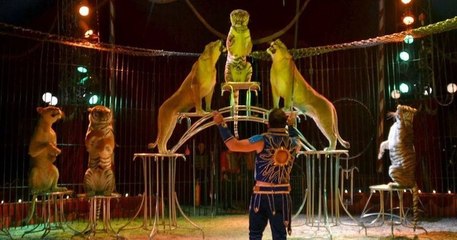 À Beauvais, plus aucun animal sauvage ne pourra être exhibé dans les cirques de la commune