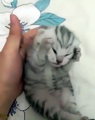 Ce chaton frustré est très très en colère, miaule à s'arracher les oreilles