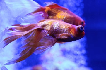 Tener peces de colores sin productos químicos