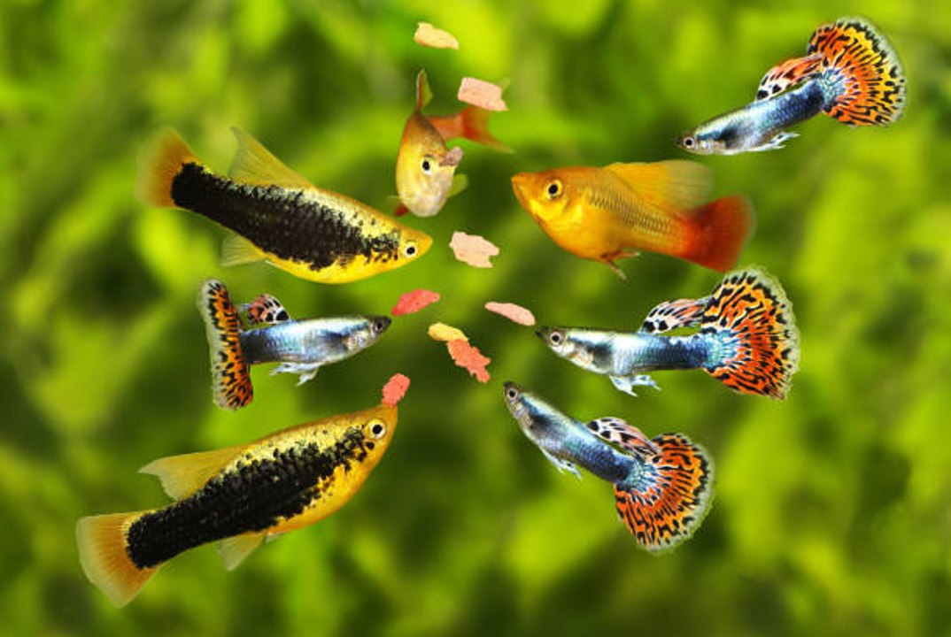 ¿Cómo alimentar a mis peces de acuerdo a las estaciones del año?