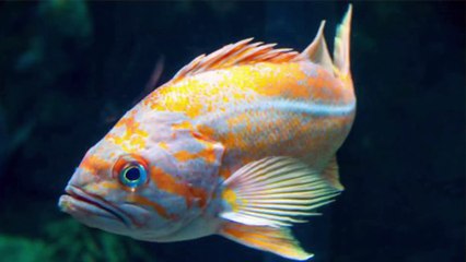 Características anatómicas de los peces