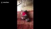 Kitty collapses to ground while wearing post-operation catsuit