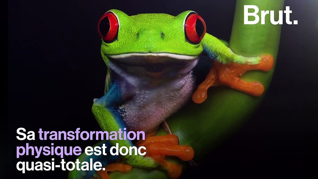 Comment le têtard se transforme-t-il en grenouille ?