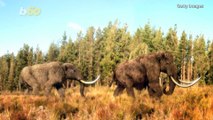 Last Known Woolly Mammoths Died on Remote Island 7,000 Years After the Rest