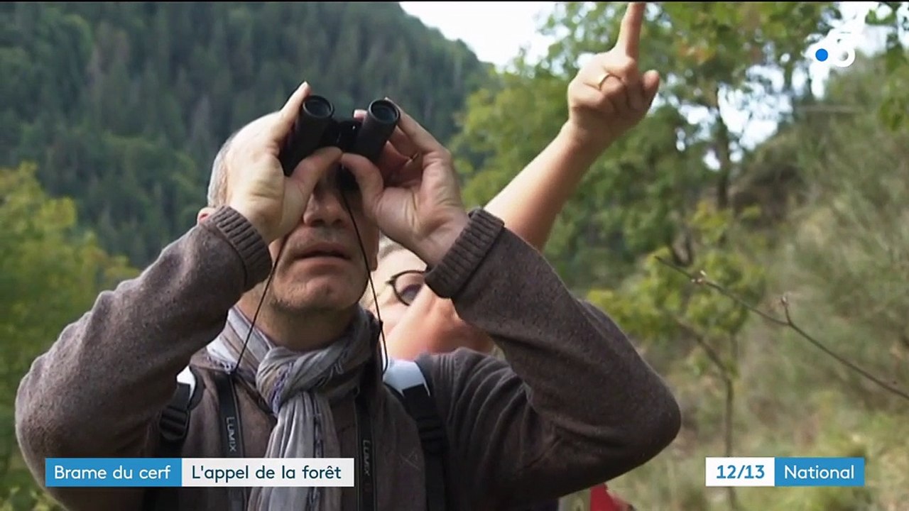 Brame du cerf : des randonneurs à l'écoute de l'appel de la forêt