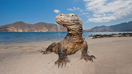 Komodo Island Isn't Closing After All — but Visitors Will Soon Have to Pay a Hefty Fee