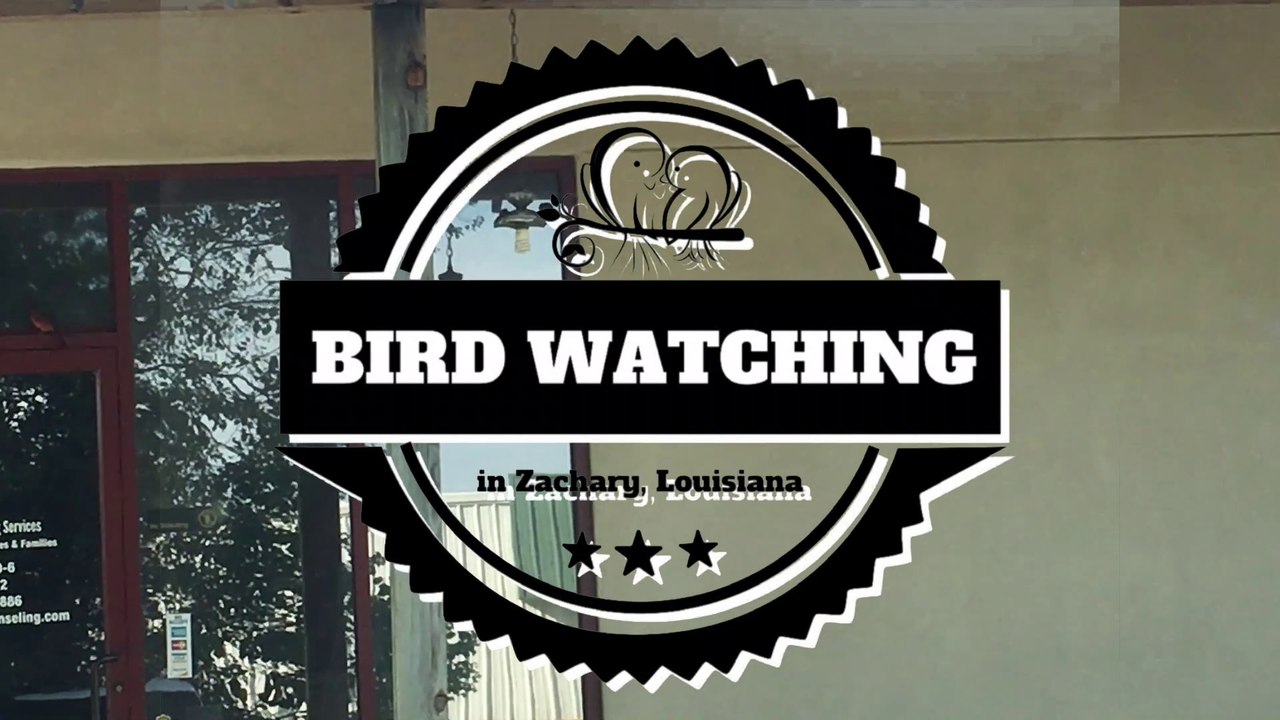 Bird Watching in Zachary, Louisiana - October 2019