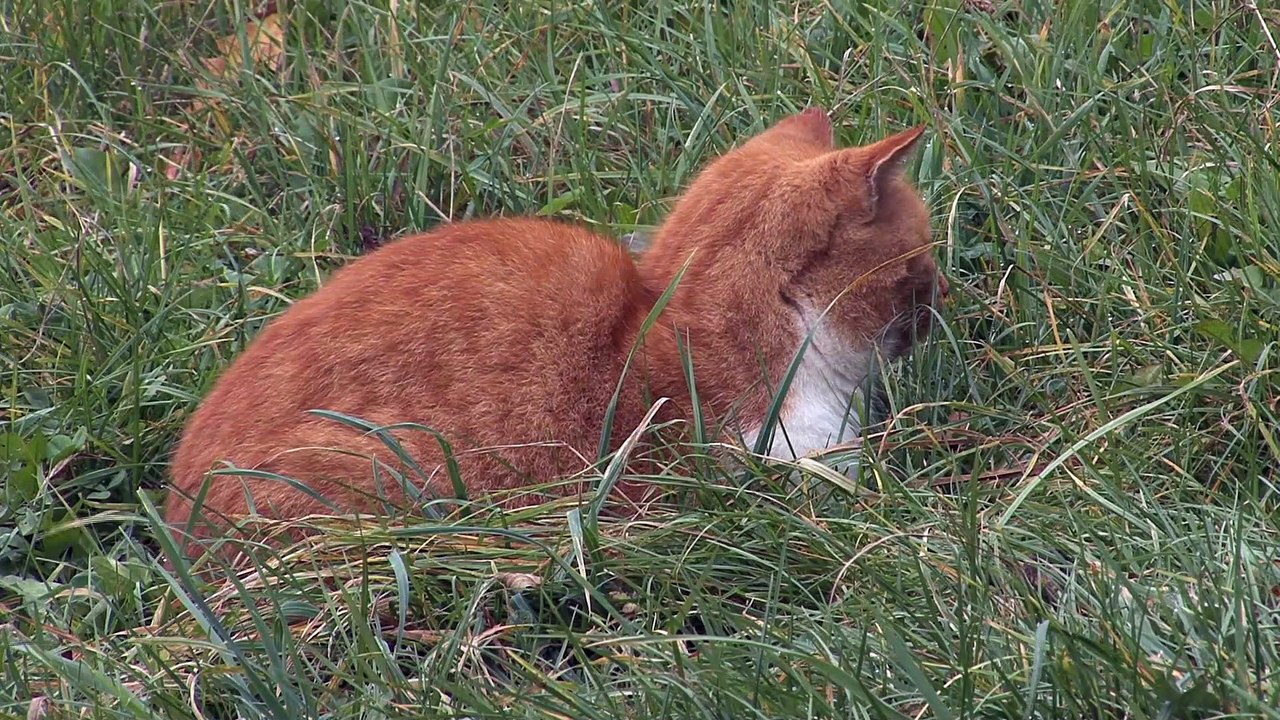 HasenChat Music - Manuela