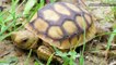 Tortoises Almost Went to the Moon on China's Chang'e-4 Mission