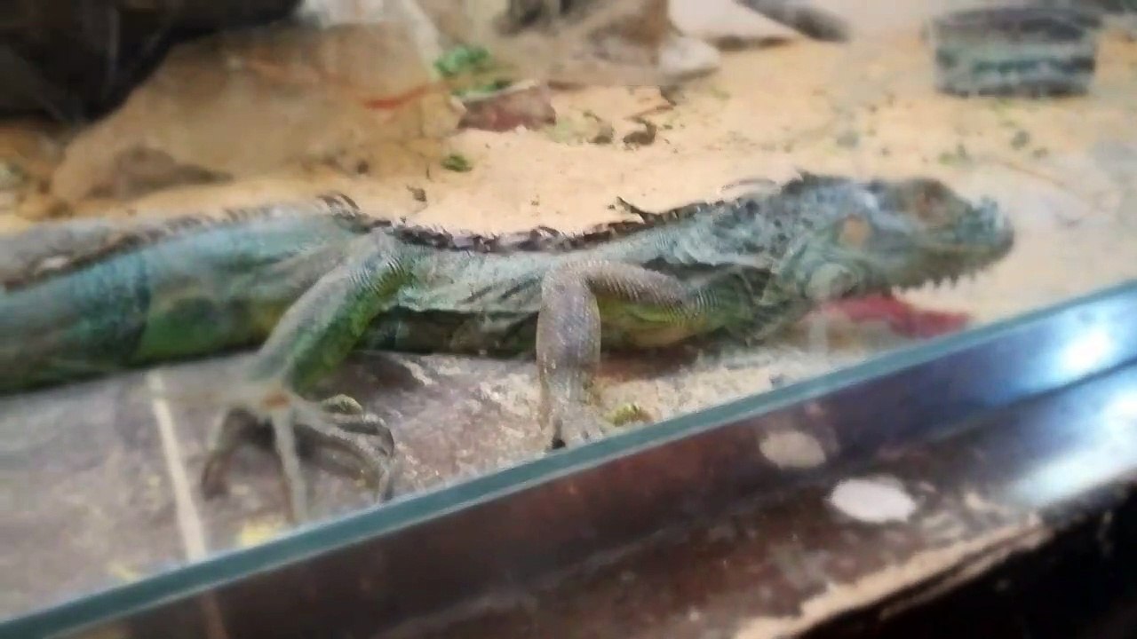 Boy Got Fascinated By Green Lizard In Zoo