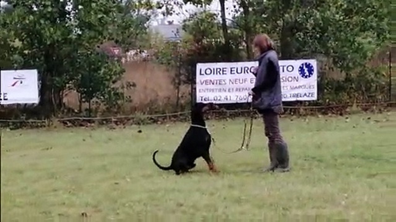 Optimus Prime de Courteval 13 mois