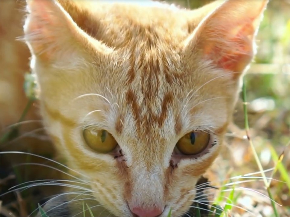 Du glaubst nicht, wer hier jäger und wer der gejagte ist