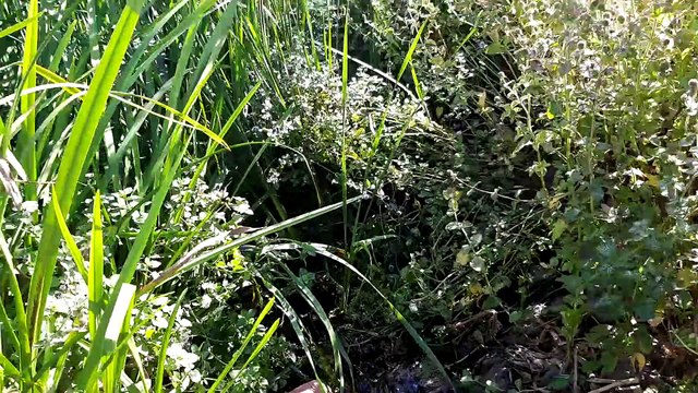 DNA - Présentation de la station d'épuration (STEP) de Betschdorf