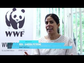 Día Mundial de los Animales: México es el cuarto país que alberga más especies